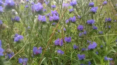 фгос